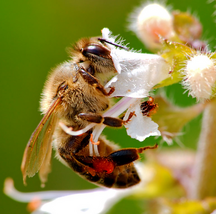 bee pollinating